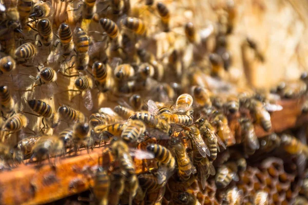 Primer Plano Abejas Panal Colmena Enfoque Selectivo — Foto de Stock