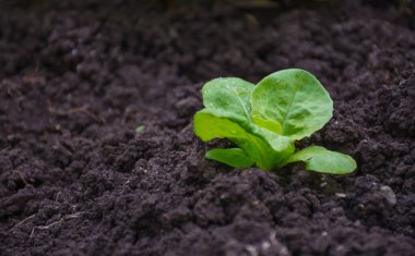 Toprakta yetişen yeşil salata sebze yaprakları, marul, sağlıklı yaşam tarzı ve diyet için organik gıda.