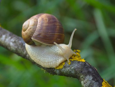 Kabuklu büyük salyangoz (Helix pomatia da Roma salyangozu, Burgundy salyangozu) bir ağaç dalında sürünüyor, yaz güneşli bir günde bahçede
