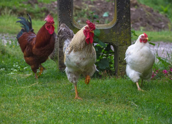 Kippen Hanen Het Platteland — Stockfoto