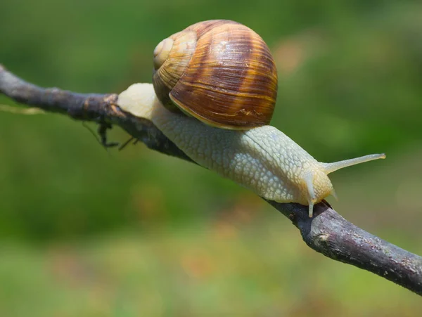 Big Snail Shell Helix Pomatia Also Roman Snail Burgundy Snail — Stock Photo, Image