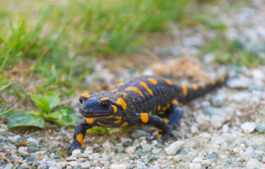 Avrupa ateş semenderi (Salamandra semenderi), doğal ortamında siyah sarı benekli bir amfibi.