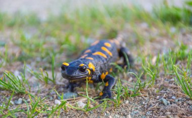 Avrupa ateş semenderi (Salamandra semenderi), doğal ortamında siyah sarı benekli bir amfibi.