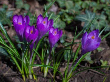Çiçek açan mor kır çiçekleri, ormandaki ilk bahar çiçekleri