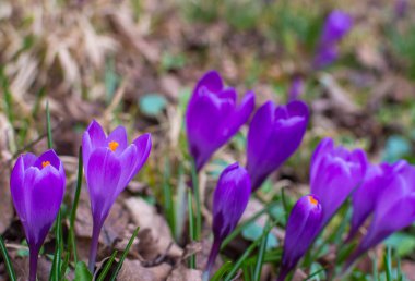 Çiçek açan mor kır çiçekleri, ormandaki ilk bahar çiçekleri
