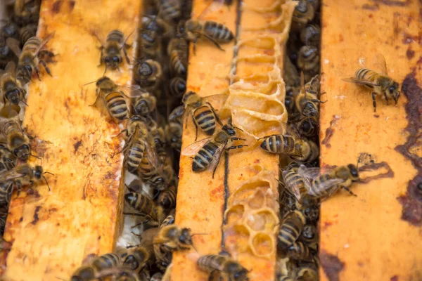 Primer Plano Abejas Panal Colmena Enfoque Selectivo — Foto de Stock