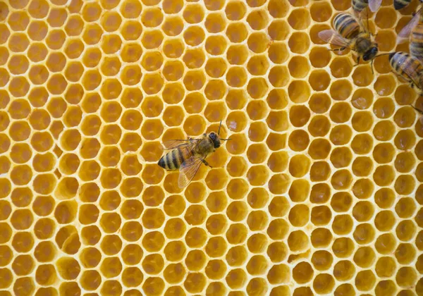 Primer Plano Abejas Panal Colmena Enfoque Selectivo — Foto de Stock