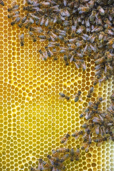 蜂の巣に蜂の巣を閉じ 選択的な焦点 — ストック写真