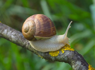 Kabuklu büyük salyangoz (Helix pomatia da Roma salyangozu, Burgundy salyangozu) bir ağaç dalında sürünüyor, yaz güneşli bir günde bahçede