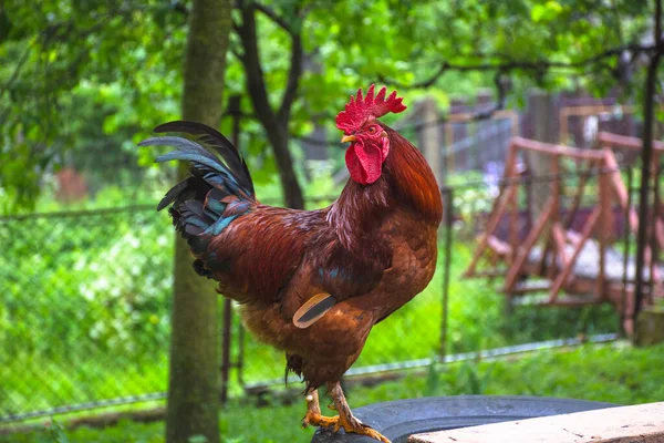 Beautiful Colorful Rooster Standing Backyard Countryside — Stock Photo, Image