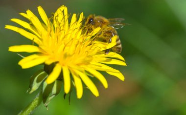 Arı dolusu polen yabani sarı bir karahindiba çiçeğinin nektarını topluyor, bulanık yeşil bahar arkaplanı