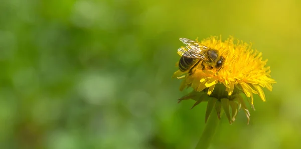 蜜蜂在一朵野性的黄色蒲公英上采蜜 模糊的春天背景 美丽的晨光 — 图库照片