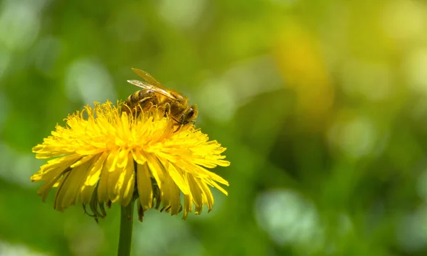 蜜蜂在一朵野性的黄色蒲公英上采蜜 模糊的春天背景 美丽的晨光 — 图库照片