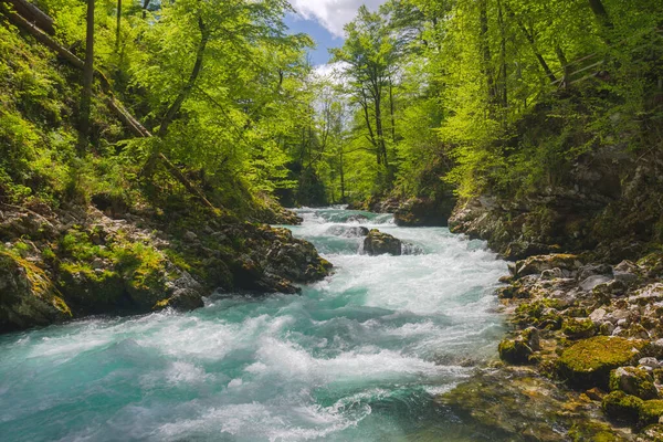 Bled, Julian Alps, Slovenya yakınlarındaki Vintgar Vadisi 'ndeki Radovna Nehri' nin hızlı ve berrak suları.