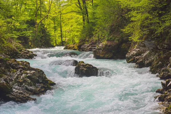 Bled, Julian Alps, Slovenya yakınlarındaki Vintgar Vadisi 'ndeki Radovna Nehri' nin hızlı ve berrak suları.