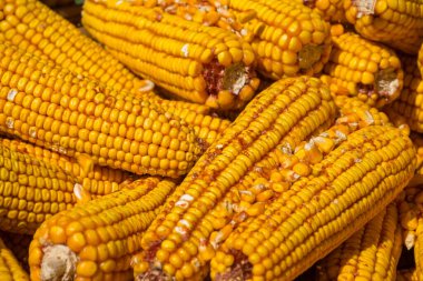 Romanya 'nın Transilvanya kentindeki kırsal bir köyde sarı kurutulmuş mısırlar yakından çekilmiş, organik mısır soyulmuş.