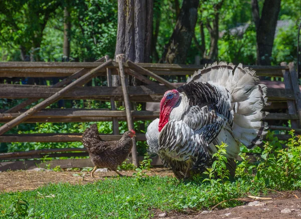 Beautiful Male Turkey Rural Countryside — Stock Photo, Image