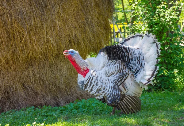 Krásný Krůtí Samec Venkově — Stock fotografie