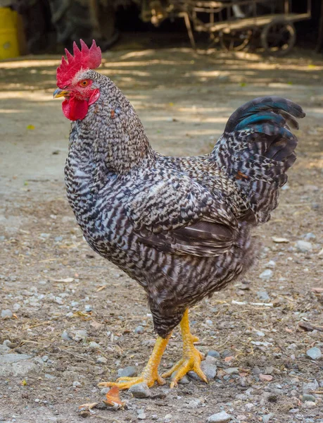 Beautiful Colorful Rooster Standing Backyard Countryside — Stock Photo, Image