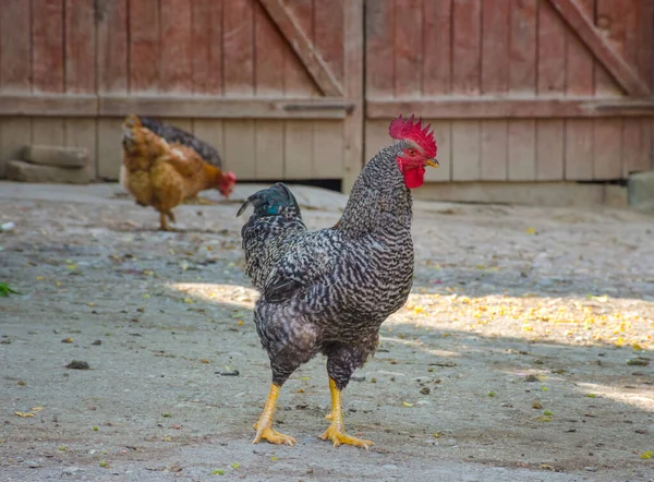 Chickens Roosters Countryside — Stock Photo, Image