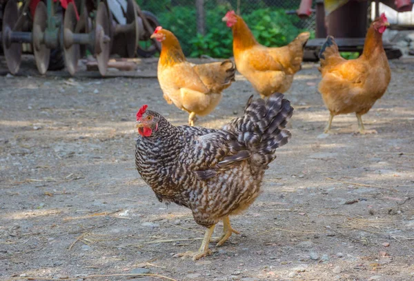 农村地区的鸡和鸡 — 图库照片