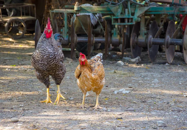 Chickens Roosters Countryside — Stock Photo, Image