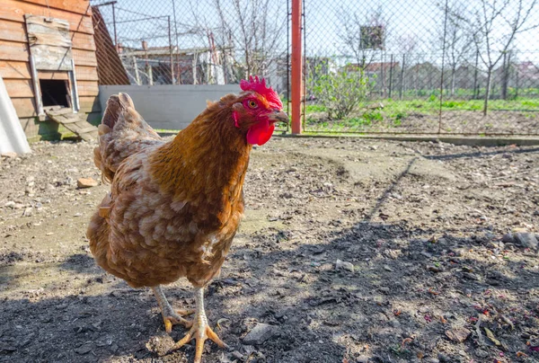 美丽的五彩斑斓的母鸡站在乡间的农场里 — 图库照片