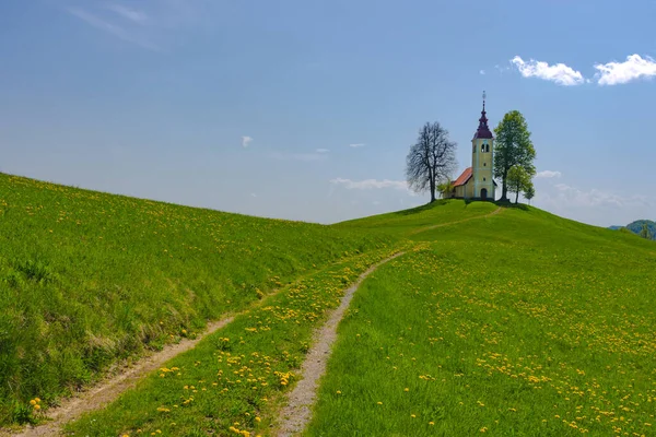 İlkbaharda Slovenya kırsalında bir tepede küçük sevimli bir kilise ve çiçek açan karahindibalar ve nergisler kır çiçekleri. Slovenya 'da güneşli bir bahar sabahı.