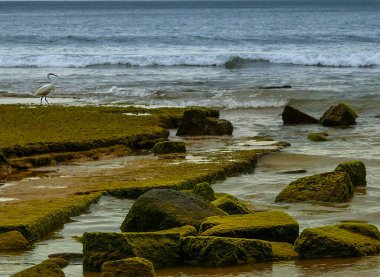 Yüksek kayalıklarla çevrili güzel Porto de Mos Sahili altın kumdan yapılmış uzun bir dil gibidir. Dalgalar alçaldığında plajın sonundaki kayalar açıkta kalır. Lagos, Batı Algarve kıyıları, Portekiz.