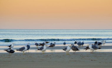Yüksek kayalıklarla çevrili güzel Porto de Mos Sahili altın kumdan yapılmış uzun bir dil gibidir. Lagos, Batı Algarve kıyıları, Portekiz.
