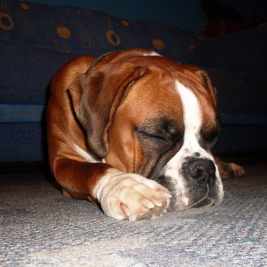 Onun ağzına bir top tutan köpek