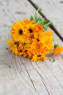 Ahşap zemin üzerine Calendula officinalis
