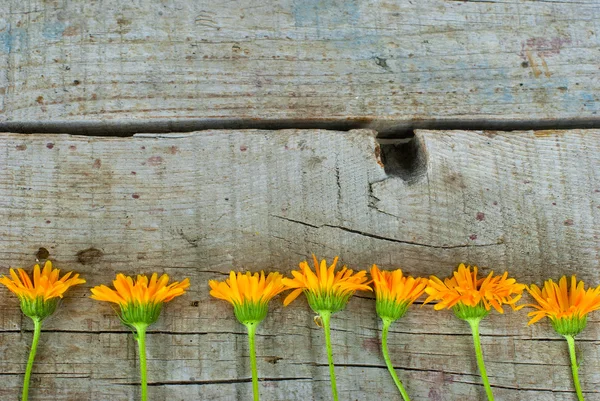 Calendula officinalis on the wooden background — ストック写真