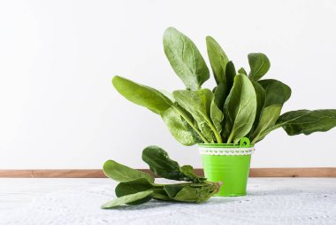 Beyaz arka plan üzerinde mini bir kova şube ıspanak