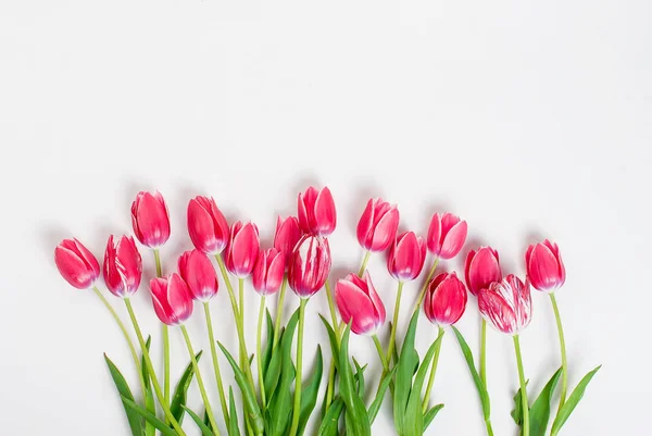 Tulipas rosa em linha no fundo branco — Fotografia de Stock