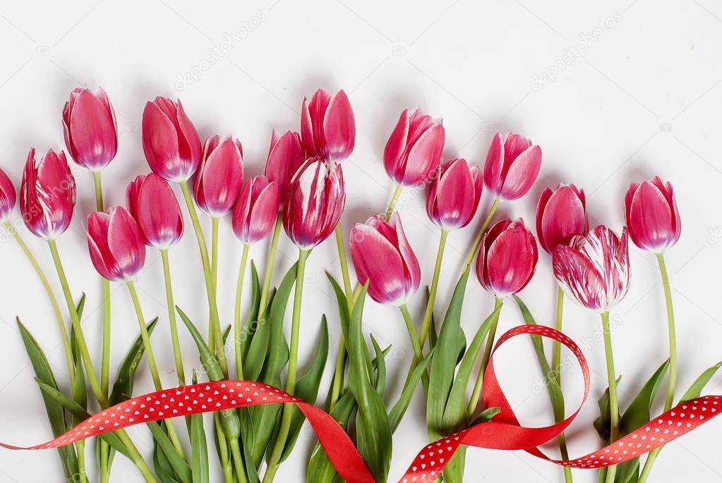 pink tulips in row on the white background