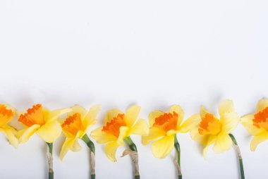 Satır beyaz zemin üzerine sarı nergis