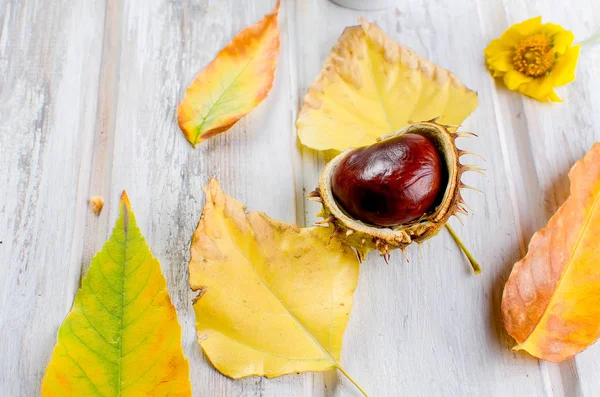 Castanha e folhas de outono no fundo de madeira — Fotografia de Stock