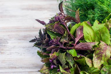 taze baharatlı otlar, dereotu, fesleğen, maydanoz, nane