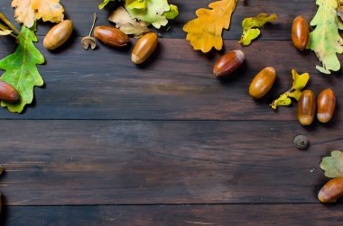 meşe palamutları ve Meşe yaprağı ile sonbahar arka plan