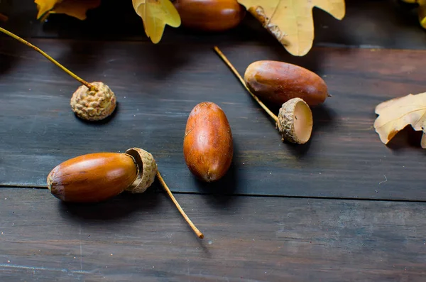 meşe palamutları ve Meşe yaprağı ile sonbahar arka plan