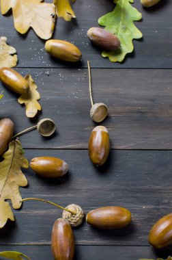 meşe palamutları ve Meşe yaprağı ile sonbahar arka plan