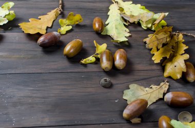 meşe palamutları ve Meşe yaprağı ile sonbahar arka plan