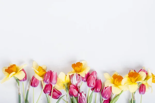 Yellow daffodils and  pink tulips in row on the white background — Stock Photo, Image