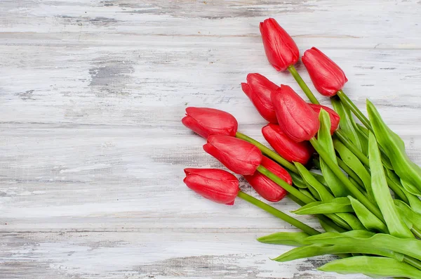 Аромат весенних красных тюльпанов — стоковое фото