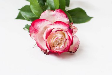 Beyaz arkaplanda pembe gül