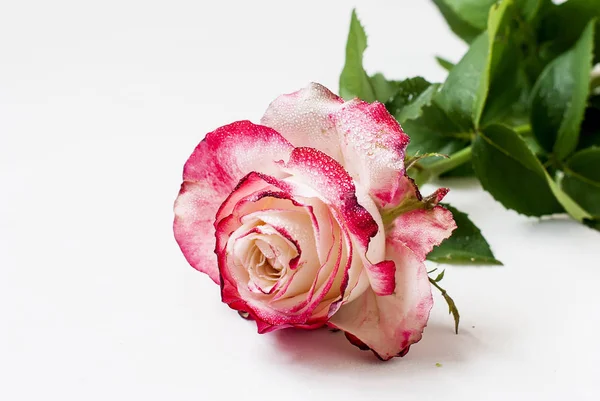 Pink rose on white background — Stock Photo, Image