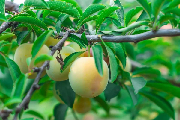 Yellow Plums on a branch