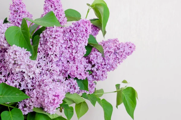 Krásné květy — Stock fotografie
