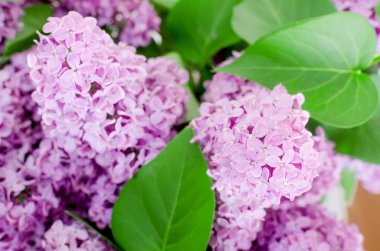 Eflatun çiçekler çok güzel